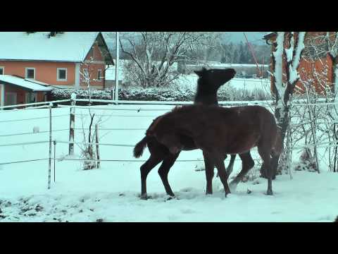 Trakehner Hengstfohlen von Abdullah