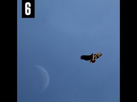 Blended Babies x Ricky Hil x Fat Trel - Charlene