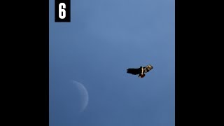 Blended Babies x Ricky Hil x Fat Trel - Charlene