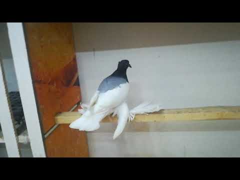 Murzyn koroniaty kosmaty