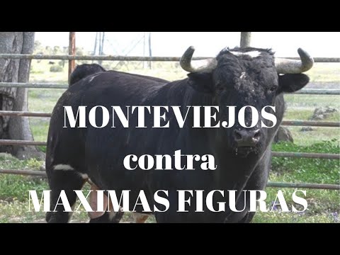 😱¡HISTÓRICO! MÁXIMAS FIGURAS del Rejoneo ante Nuestros Temidos MONTEVIEJOS en ARENAS DE SAN PEDRO