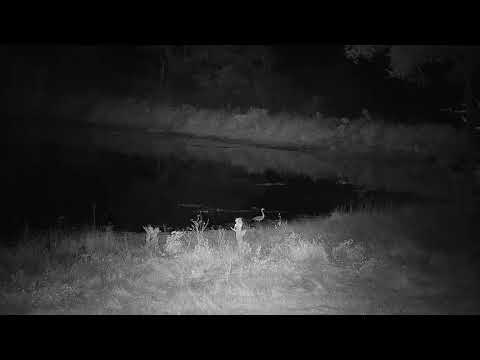 Djuma: Grey Heron and it's call as it flies across the dam - 06/12/21