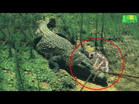 7 Largest Crocodiles Ever Recorded