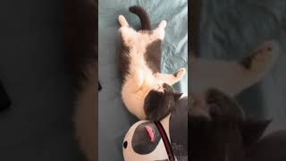 ☆Super Cute Animals☆Cute cats and funy dogs＆cat　videos compilation2021D③#Shorts