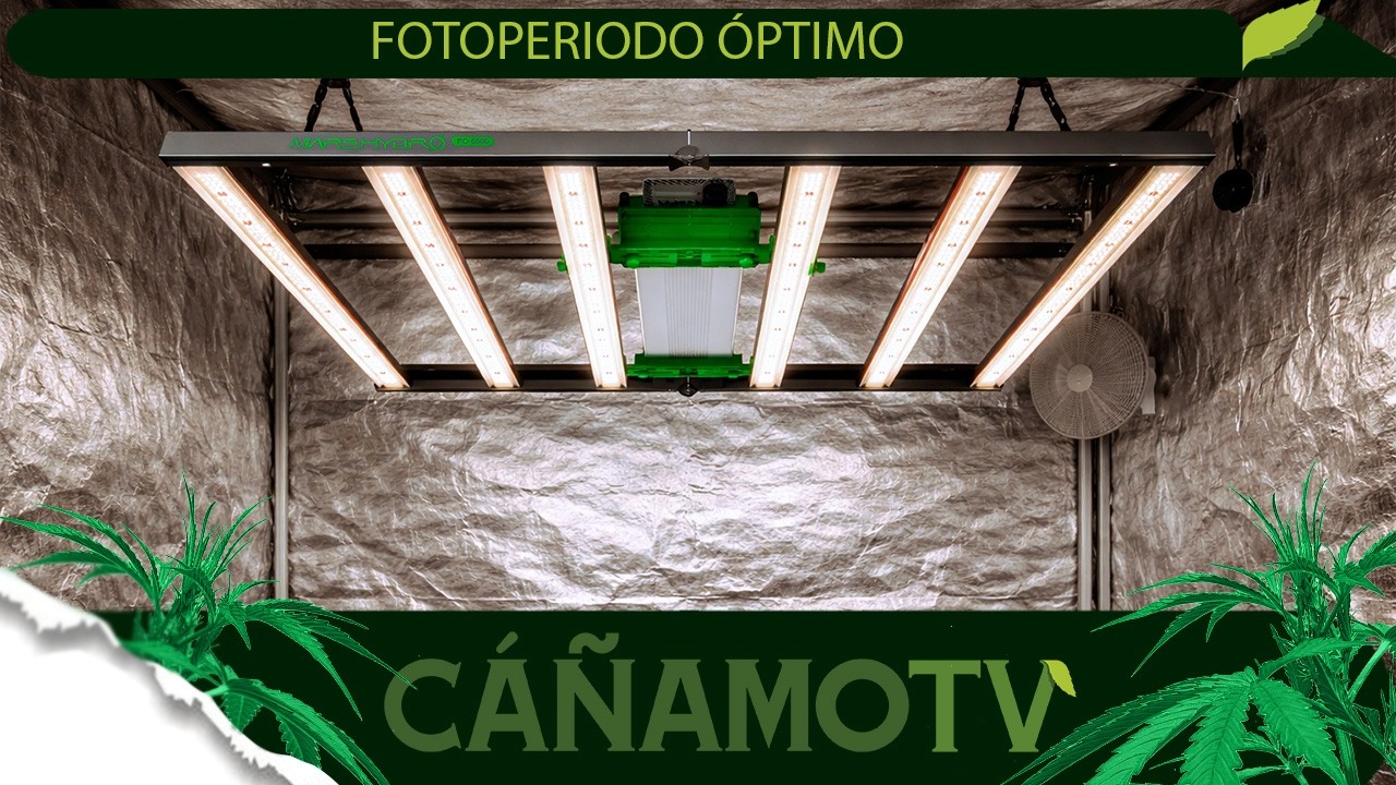 ¿CUÁL ES EL FOTOPERIODO ÓPTIMO EN LA ETAPA DE CRECIMIENTO VEGETATIVO? 💡 Mars Hydro