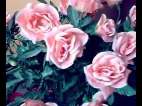 Byla  noc krásná májová - valčík