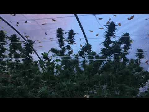 AK-47 on the day of harvest. 10-15-19