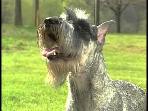 Standard Schnauzer breed video