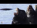 SEA LIONS BARKING SYMPHONY