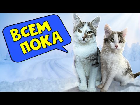 Спасенные котята уезжают в новый дом / SANI vlog