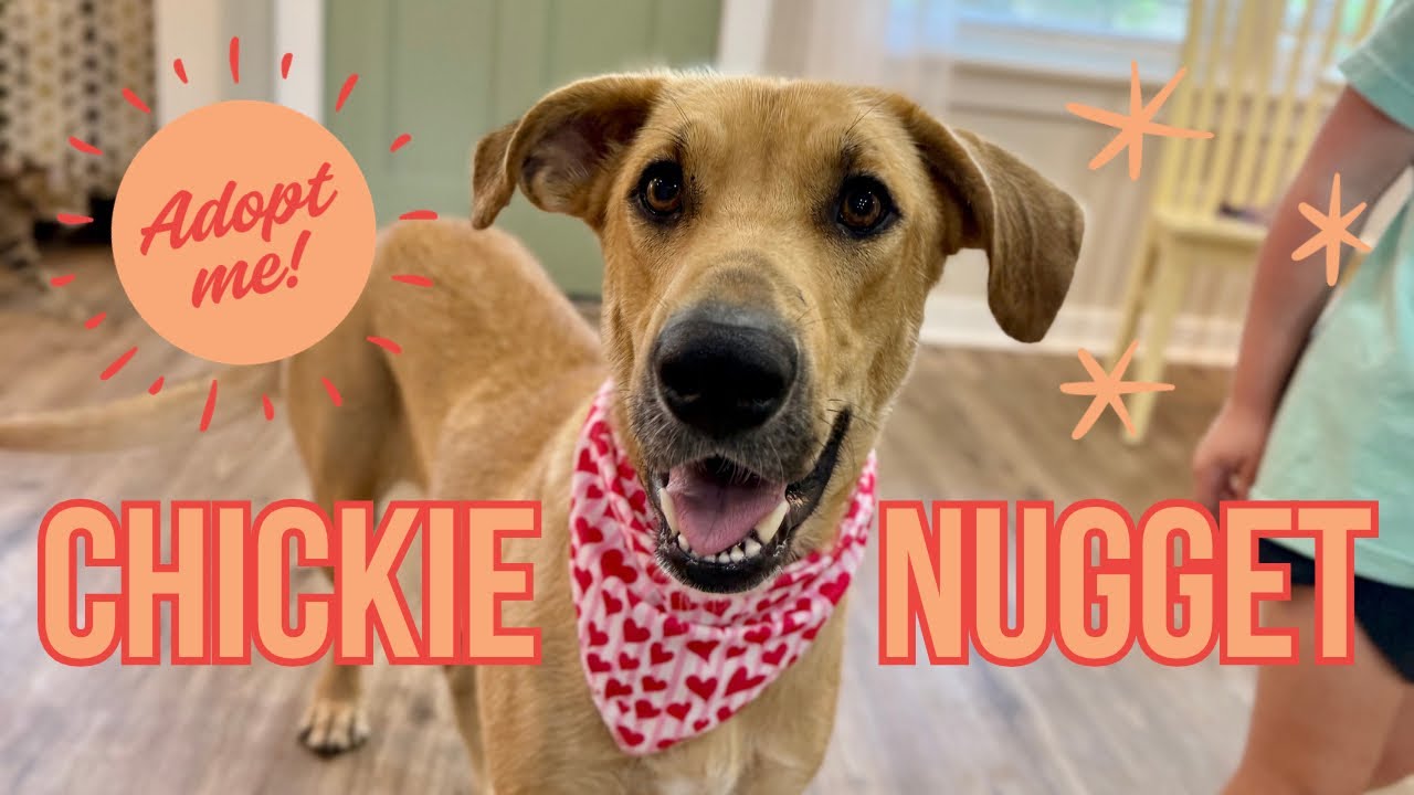 Enlarge Chickie Nugget The Family Dog, a Adoptable mixed breed in Friendswood, TX video 6/6