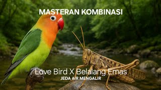 Download lagu Masteran kombinas love bird sambung belalang emas jeda air mengalir mp3
