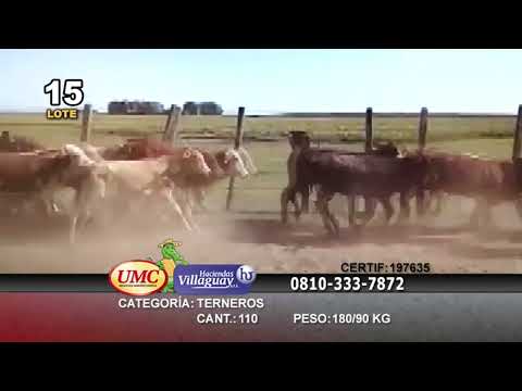 Lote 110 Terneros en Virasoro, Corrientes