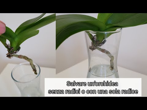 Tutorial: come salvare un'orchidea senza radici o con una sola radice! #phalaenopsis #orchidea