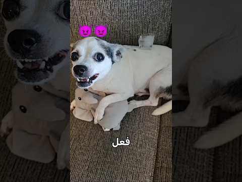 لن تصدق ردة فعل الكلاب المختلفة هنا!😮