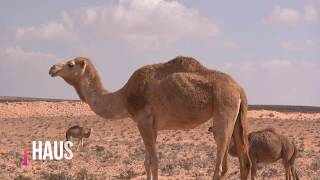 Download lagu HAREUDANG - NESTAPA DI GURUN PASIR mp3