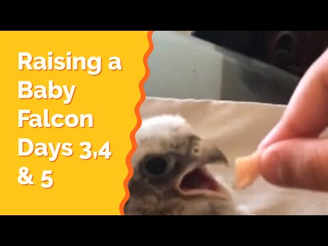 How to falconry raising baby falcon days 3 4 5