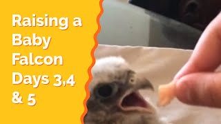 How to falconry raising baby falcon days 3 4 5