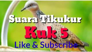 Download lagu Suara Burung Tekukur Kuk 5 mantap mp3 Download lagu Suara Burung Tekukur Kuk 5 mantap mp3