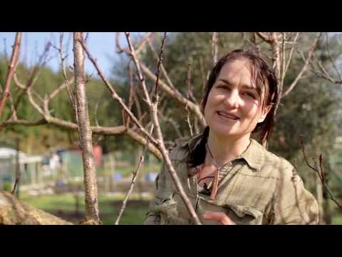Pruning Fruit Trees   The Basics  Step Three   The Branches