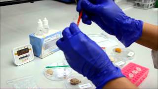 Halal Porcine (Pork) Meat Contamination Rapid Test Kit by 7 Food Pillars