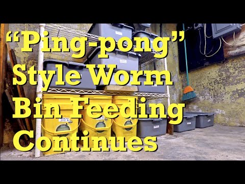 38-day red wiggler worms fed 'ping-pong' style after 10 days - vermicompost