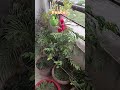 Life Peace Love Viralshort Yt Devotionalsong Krishna Bhakti Farming Trend Vlog