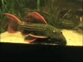 Pseudacanthicus pirarara Pseudacanthicus pirarara