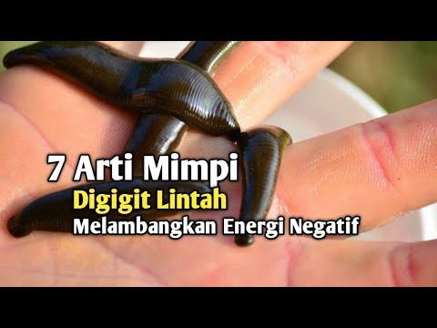 7 Meanings of Dreams About Being Bitten by a Leech, Symbolizing Negative Energy