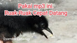 Download lagu Download Master Suara Anak Ruak-ruak Gacor untuk Pancingan Jerat Burung Ruak Ruak mp3 Download lagu Download Master Suara Anak Ruak-ruak Gacor untuk Pancingan Jerat Burung Ruak Ruak mp3