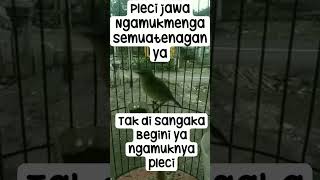 Download lagu pleci ngamuk denger siulan mp3