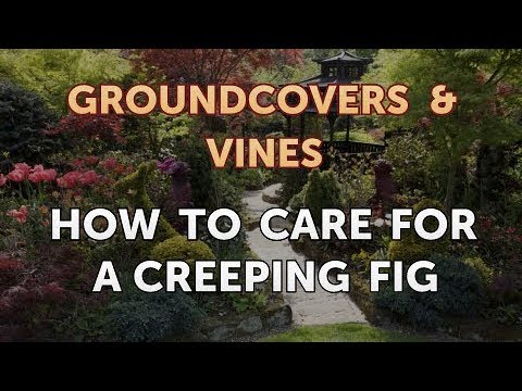 How to Grow a Trumpet Vine