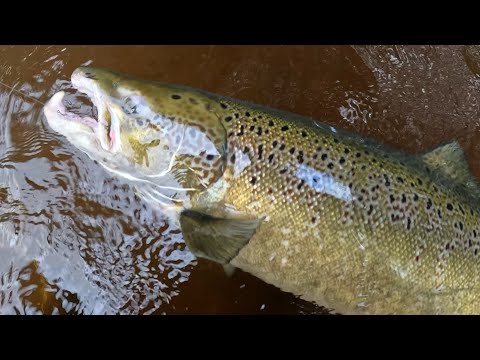 Kungsådran Salmon 105cm male / Salmon flyfishing