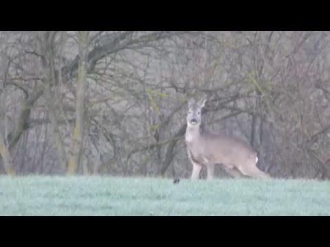 4 caprioli, 4 chevreuils - video di Arcangelo Vincent Scalici - 20 febbraio 2016