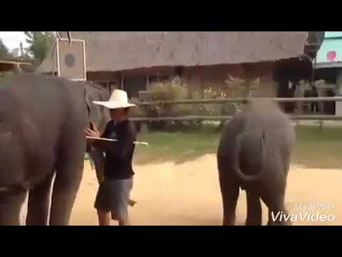 Elephant's jimikki Jamal song