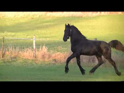 Entire Friesian For sale 2023 Black