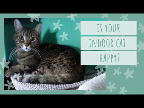 Provide this for your Indoor Cat  - Tips for Indoor Cats