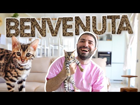 NUOVO ARRIVO IN FAMIGLIA! 🐈 (Sorpresa a Mirko)