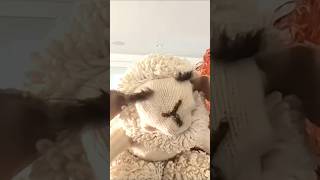 Lamb Chop is still singing! #shorts #lambchop #tvshows #puppets