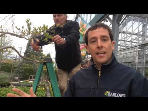 Barlow's TV [Episode 70] How to Prune Crape Myrtle in the Spring.