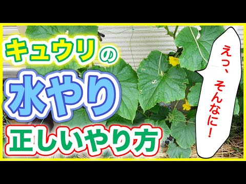 発芽後の水やりの頻度とやり方は？  庭園