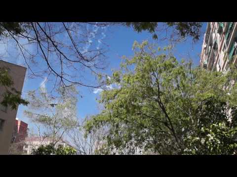 Fallas 2017 Mascletá Falla Plaza de Segovia dia 18-3-2017