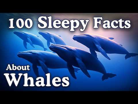 The Most Relaxing Facts About Whales to Fall Asleep To