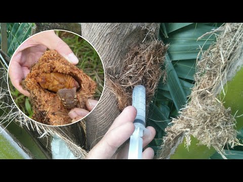 How to kill the pests and protection coconut tree