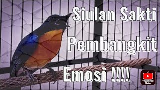Download lagu Siulan Tledekan gacor ngeroll paling ampuh mbangkitkan emosi burung tledekan lain mp3 Download lagu Siulan Tledekan gacor ngeroll paling ampuh mbangkitkan emosi burung tledekan lain mp3