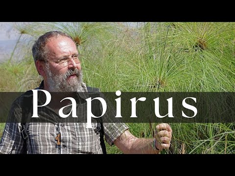Papyrus - Botanical Gift of the Nile | Botanical Podcast No. 34