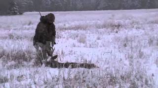 preview picture of video 'Alberta whitetail deer hunt with Bluesky Outfitting'