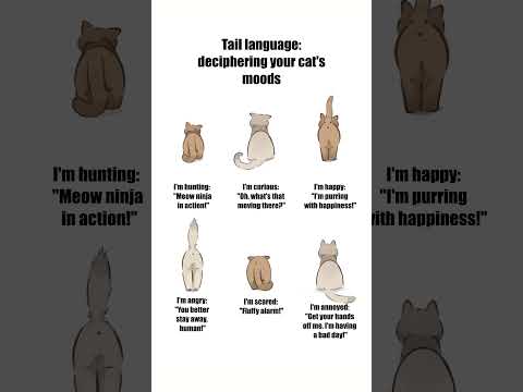Tail language: deciphering your cat's moods #cats #interestingfacts