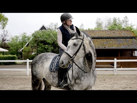 Übergabetraining von Schimmelwallach Falco - Besitzerin soll alleine mit ihm weiterarbeiten