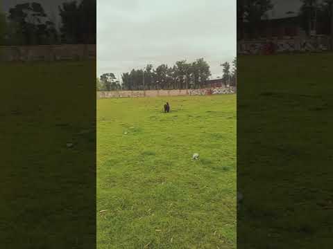 Renga ♡ en la plaza 17 Merlo Buenos Aires❤️ ¡Renga, mi fiel compañero! 🐾 Qué lindo momento juntos